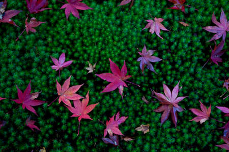 Autumn leaves