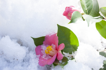 Thaw and Camellia flowerの写真素材