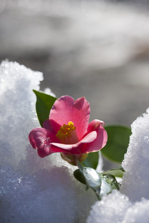 Thaw and Camellia flowerの写真素材