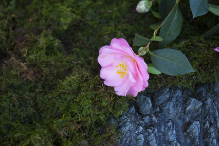 Camellia and MOSSの写真素材