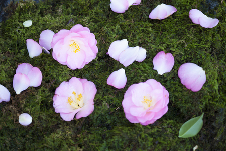 Camellia and MOSSの写真素材