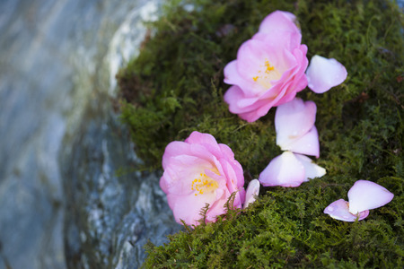 Camellia and MOSSの写真素材