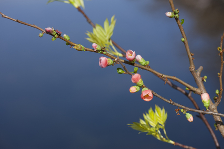 Bokeh flower and ash leavesの写真素材