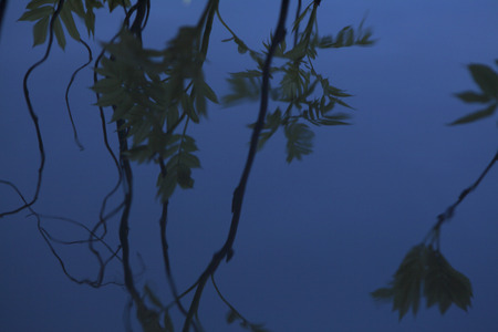 Leaves of rowan that reflected on the surface of the waterの写真素材