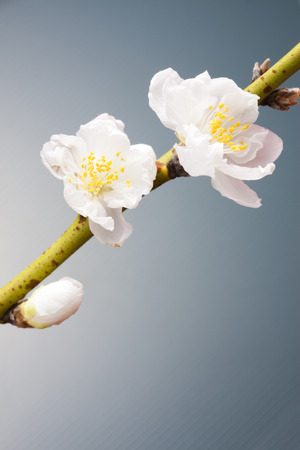 Peach Blossomの写真素材