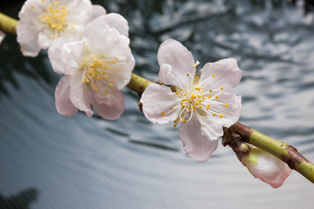 Peach Blossomの写真素材