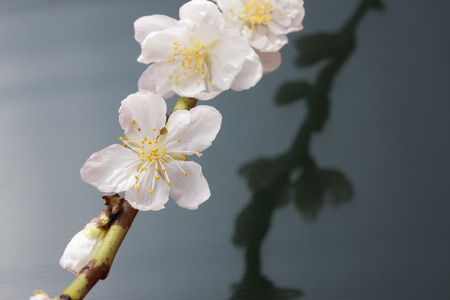 Peach Blossomの写真素材