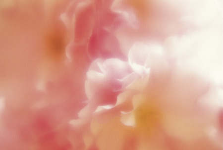 Blossomの写真素材