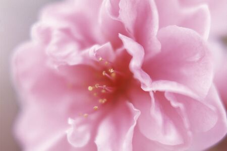 Peach blossoms