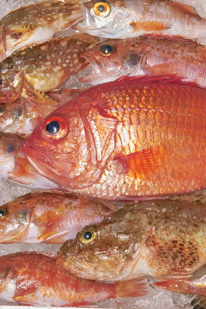 Alfonsino, rockfish