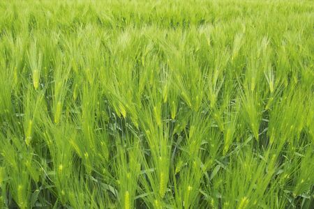 Wheat fieldの写真素材