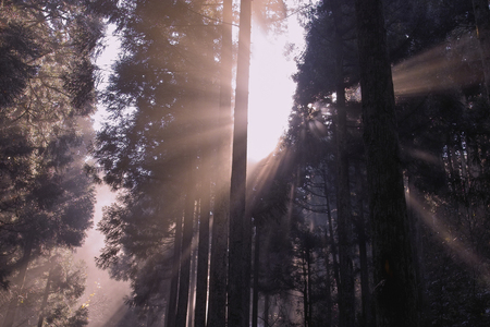 Sunbeamsの写真素材