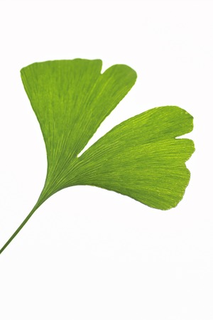 Ginkgo biloba