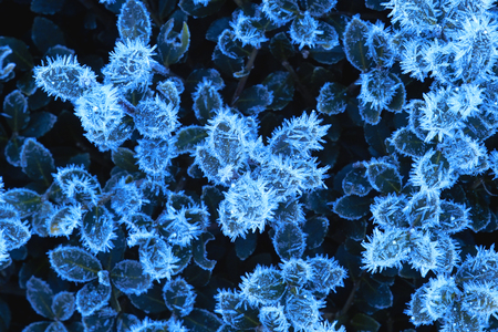 Frostの写真素材