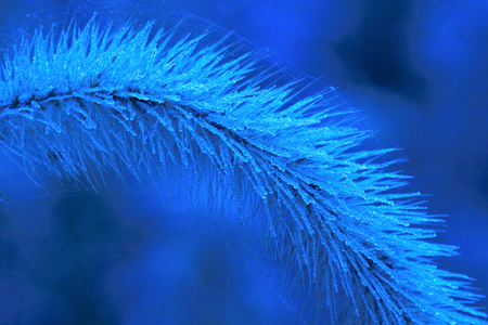 Frostの写真素材