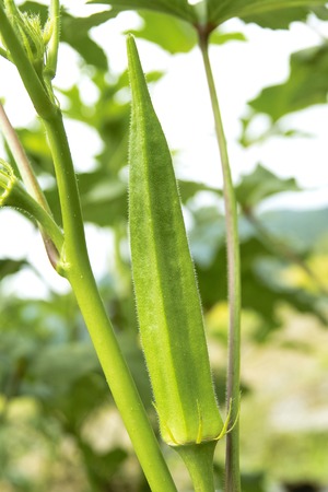 Okra