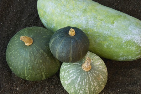 Pumpkin and wax gourdの写真素材