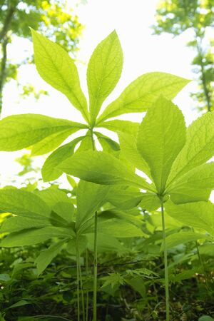 Fresh greenの写真素材