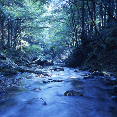 Ashiu forestの写真素材