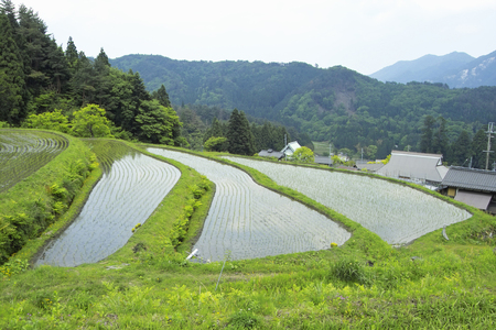 Terraced vineyardsの写真素材