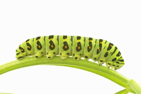 Larva of the common yellow swallowtail
