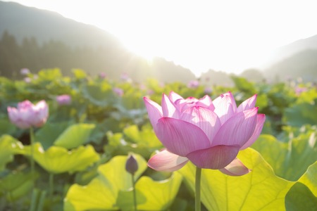 Lotus Flowerの写真素材