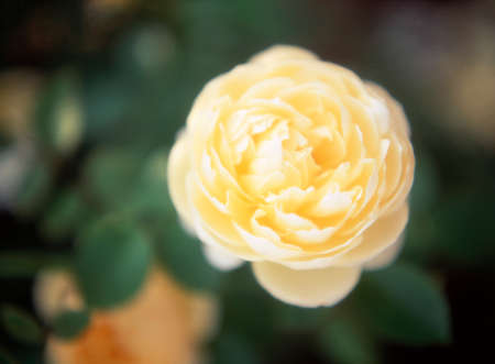 Roseの写真素材
