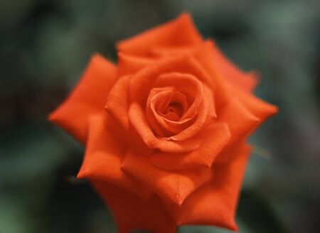 Roseの写真素材