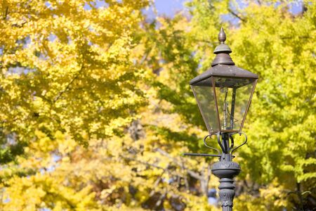 Ginkgo tree-lined and Gaslightの写真素材
