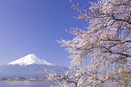 Mount Fuji with cherry blossomの写真素材