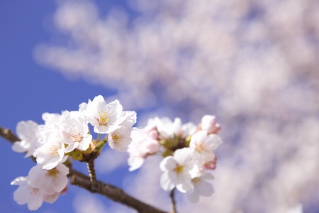 Sakuraの写真素材