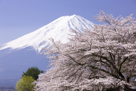 Mount Fuji with cherry blossomの写真素材