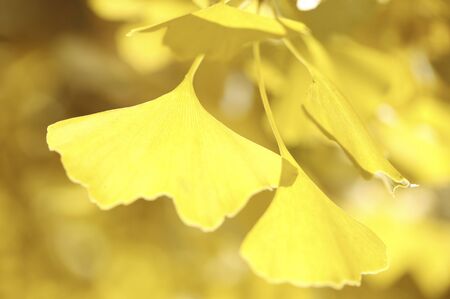 Ginkgo was yellow