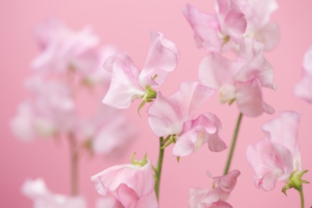 Sweet pea