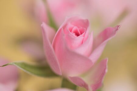 Roseの写真素材