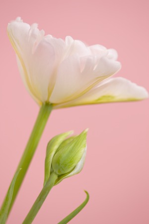 Tulip