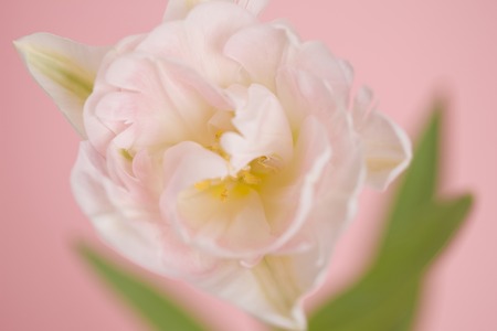 Tulipの写真素材