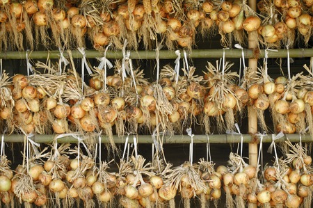 Onionの写真素材