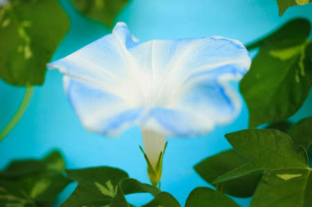 Morning glory