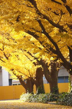 Jingu outer garden Ginkgoの写真素材