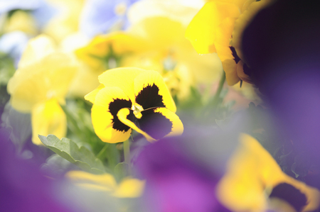 Pansyの写真素材