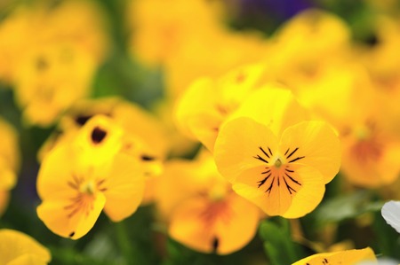 Pansyの写真素材