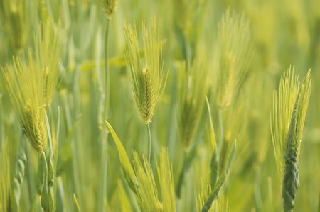 Wheat fieldの写真素材