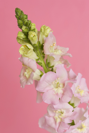 Snapdragonの写真素材