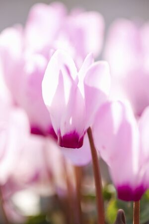 Cyclamenの写真素材