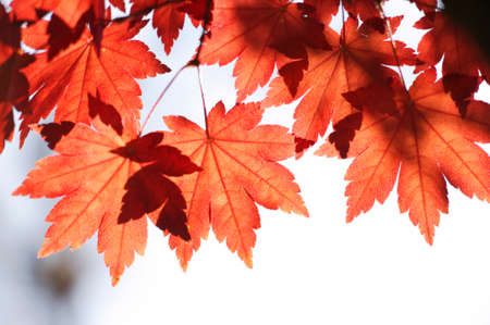 Autumn maple leaves