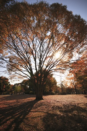 Tree of zelkovaの写真素材