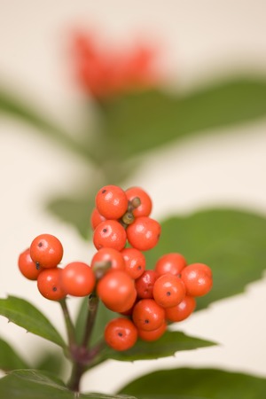 Senryoの写真素材