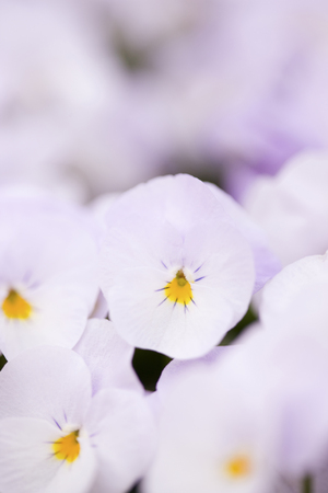 Pansyの写真素材