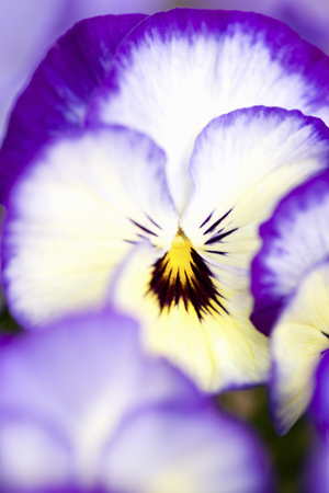 Pansyの写真素材